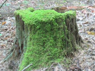moss-stump