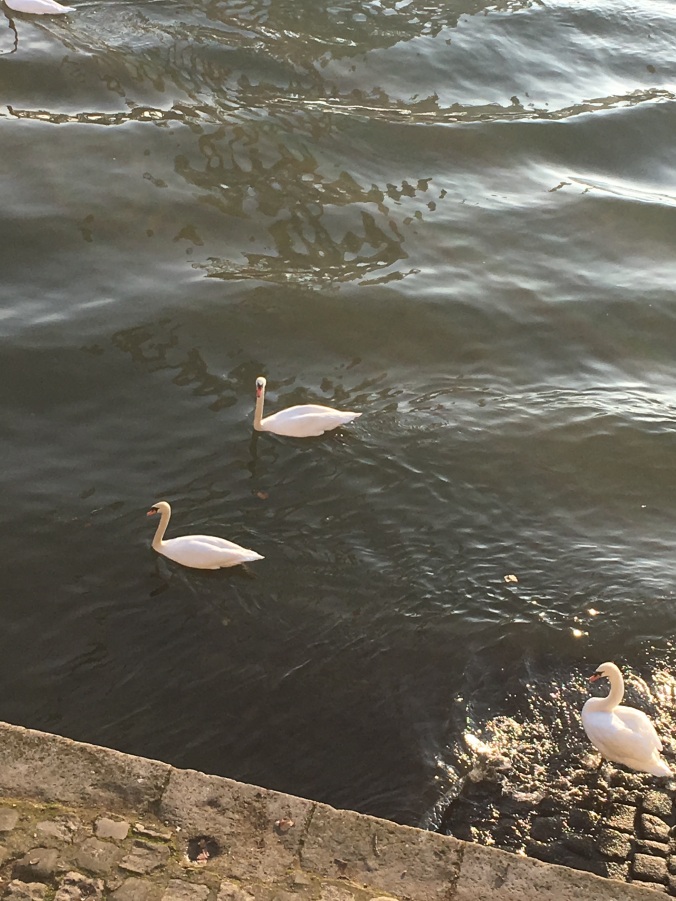 swans in Seine