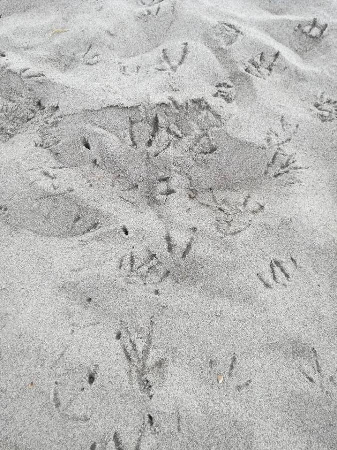 bird tracks in sand