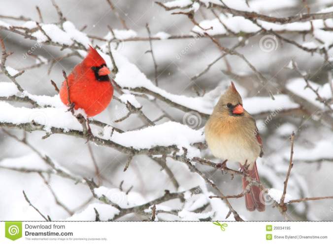 cardinals-snow-20034195