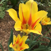 tulip8